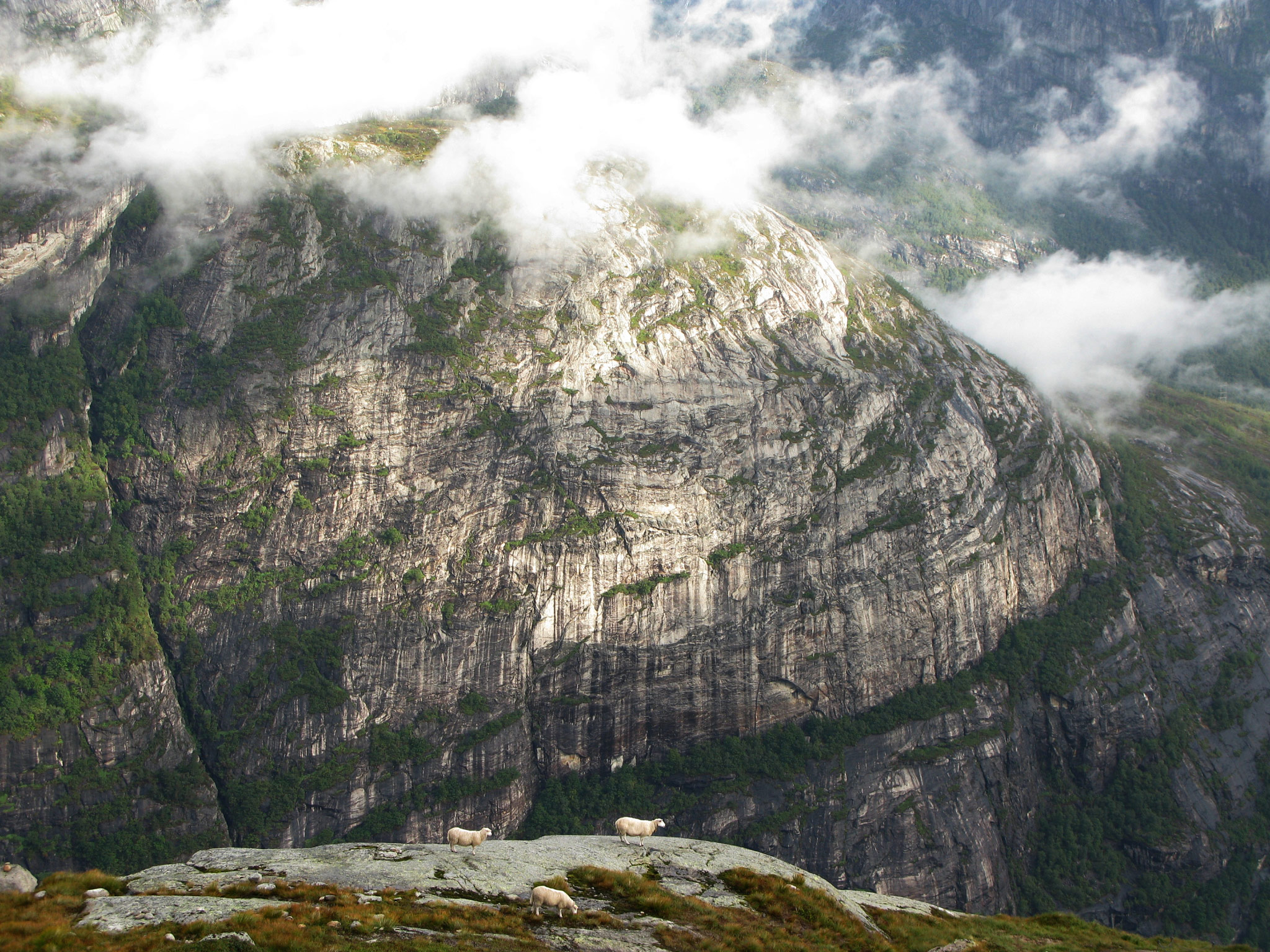 Sheeps, Lysebotn